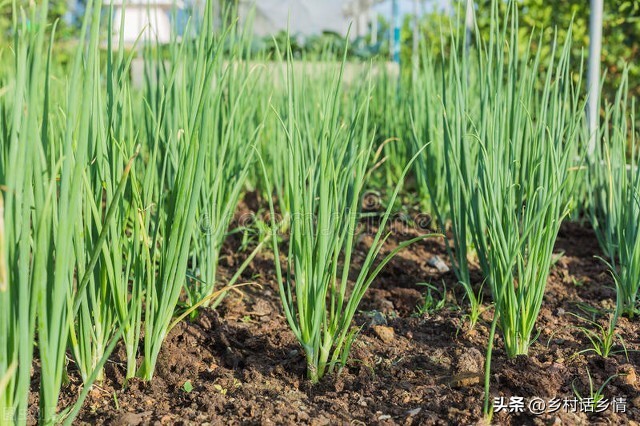 小葱大蒜苗都黄叶了怎么办,大蒜苗期叶子发黄怎样管理