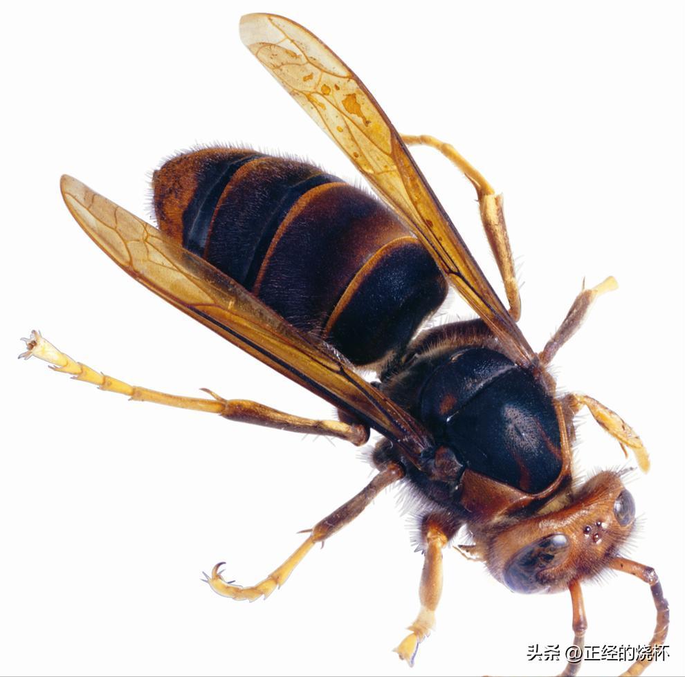 马蜂的习性有多可怕,马蜂习性的特点是什么