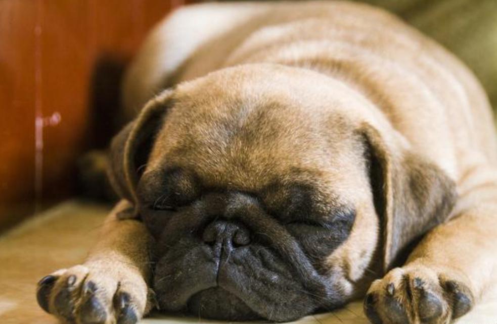 巴哥太胖,巴哥犬太瘦了是怎么回事