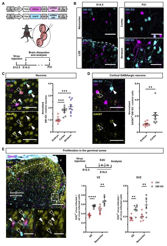 Neuron:GABA信号调控神经发生