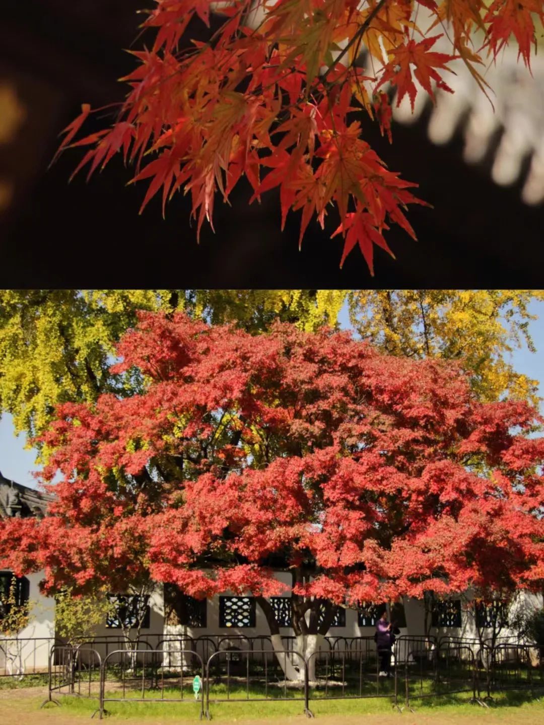 南京的法国梧桐秋天图片,南京法国梧桐秋天