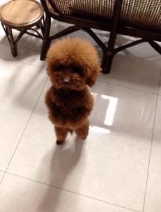 养泰迪还是比熊犬好养,养比熊犬好还是养泰迪犬好