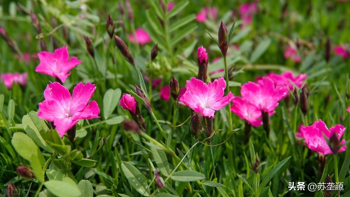 辨草识花图片,五月黄白色的草花有哪些