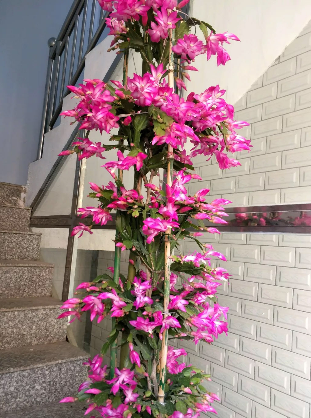 最美最惊艳的仙人掌花,仙人掌奇花图片大全