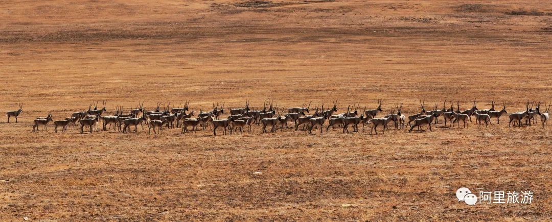 你永远可以相信迪丽热巴,你永远可以相信彝语的魅力