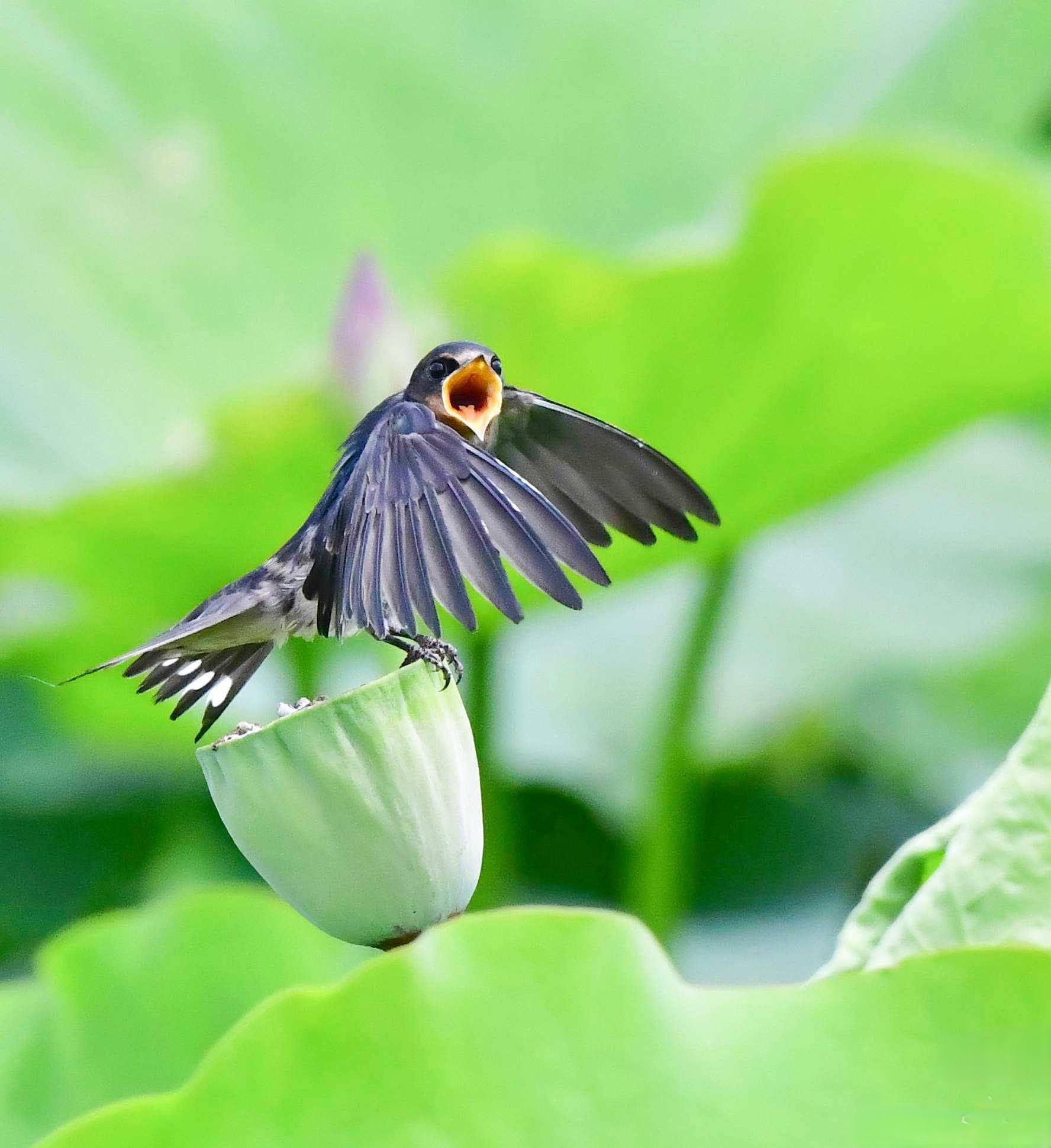 燕子筑巢被人看见,老人说燕子筑巢