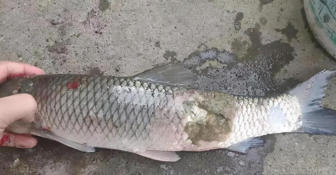 鱼如何预防水霉病,鱼水霉病的防治方法