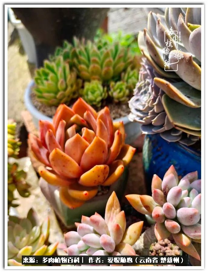 用心种好每一棵多肉,每一棵多肉都是独一无二的