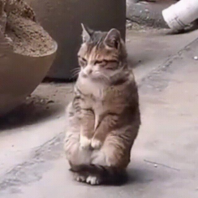 流浪猫和自家猫是怎么取暖的,流浪猫取暖全过程