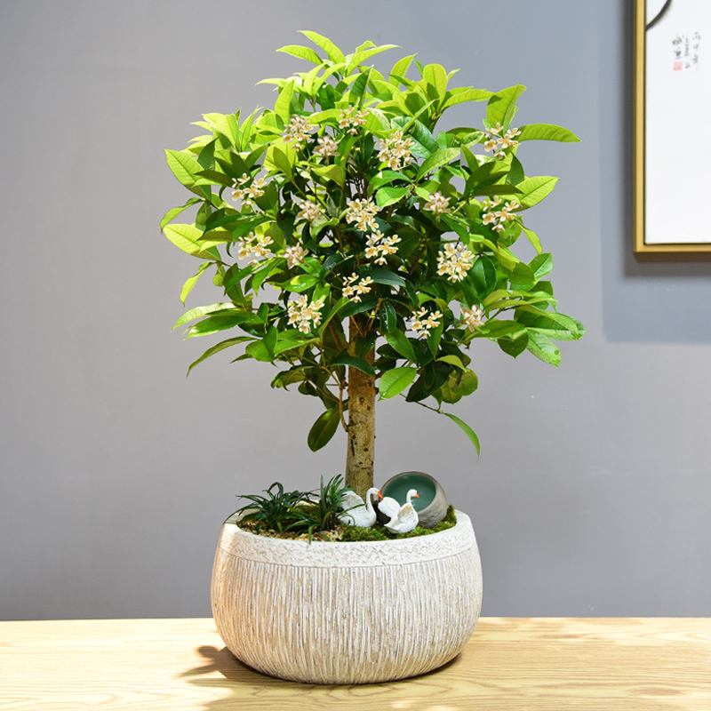 家里好不好就看门前草,老话说家里院子前不插柳后不栽桑