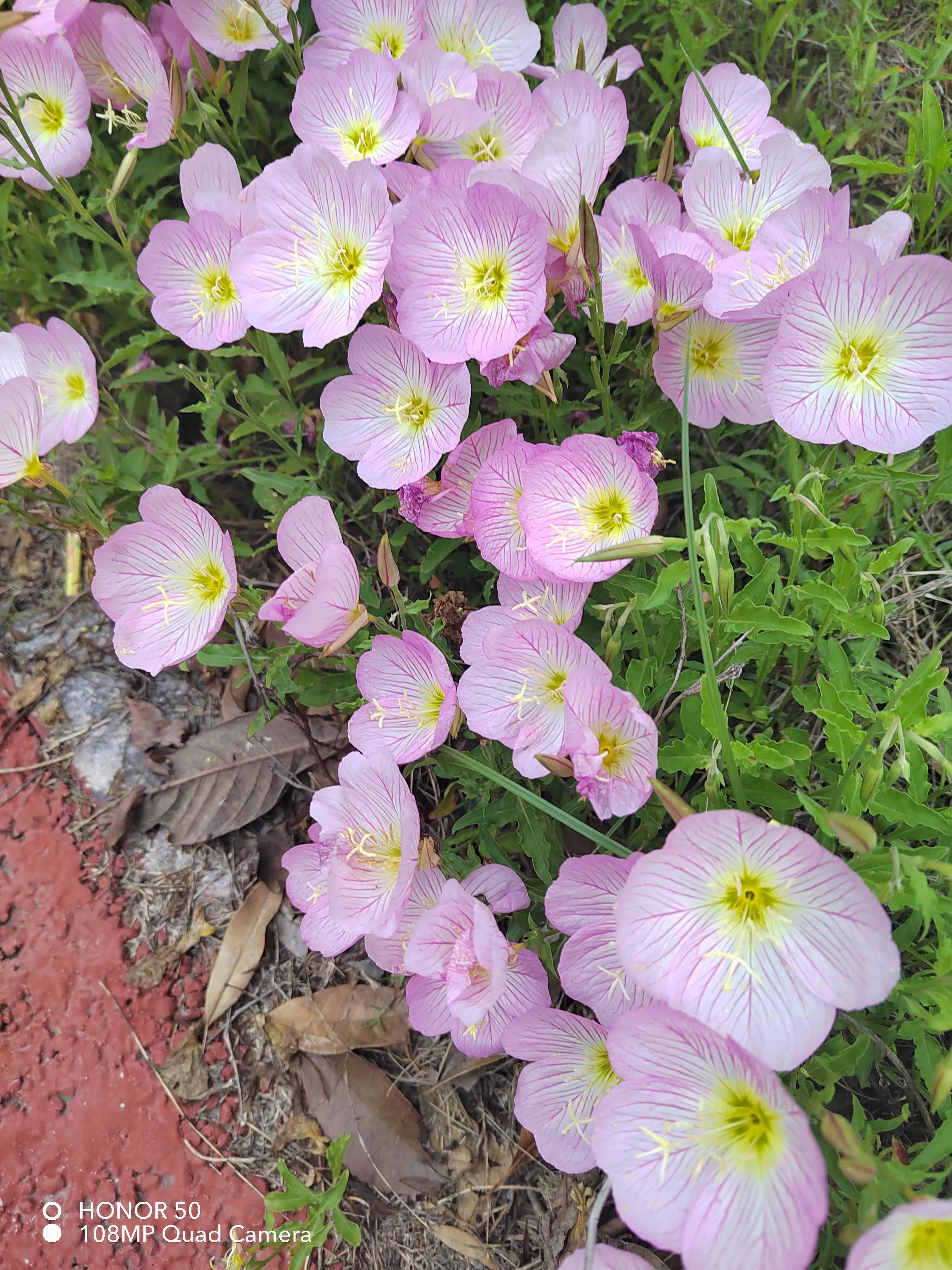 这位教师虚荣心作怪,没有与家人商量,竟然买了这东西