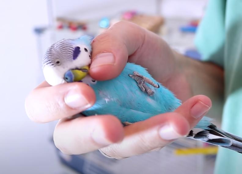 虎皮鹦鹉怎么驯养粘人不咬人,虎皮鹦鹉如何驯养