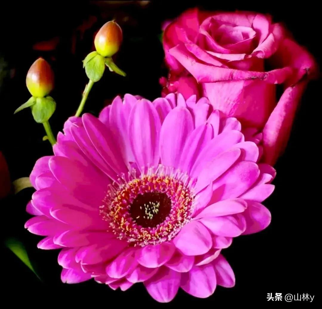 十大绝美花朵,绝美花朵视频