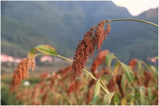 上海65岁大爷想喝好酒，竟自购设备酿酒，没喝几天便出事，为何？