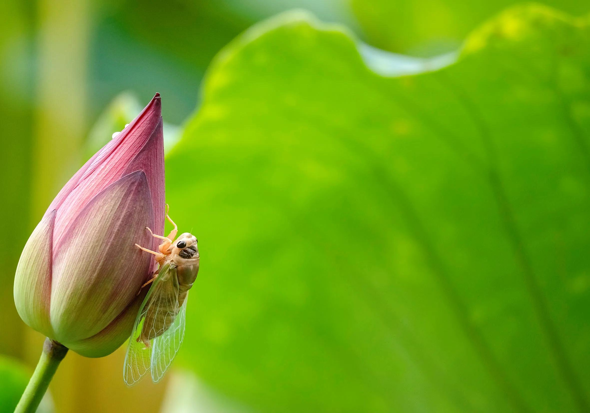 铦夐〗寮虹殑鐢熷懡,铦夌敓鍛藉姏椤藉己