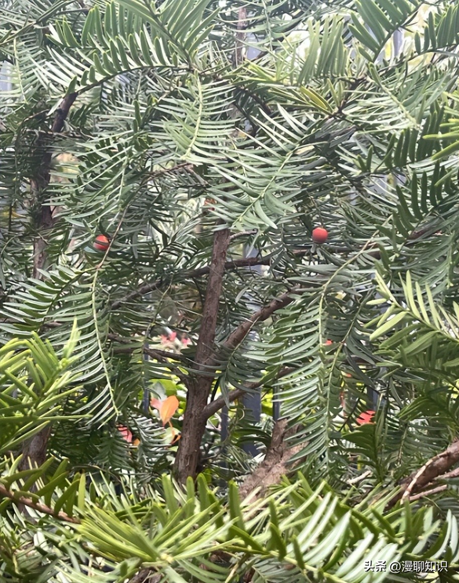 红豆杉的哪些细胞合成紫杉醇,红豆杉中控制紫杉醇形成的结构