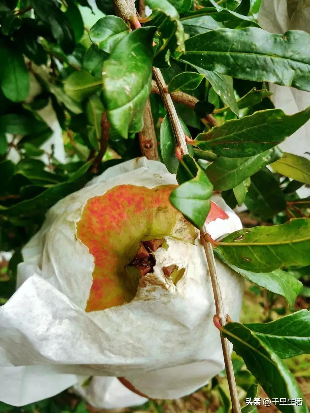 突尼斯软籽石榴超级好吃,突尼斯软籽石榴不用吐籽就能吃