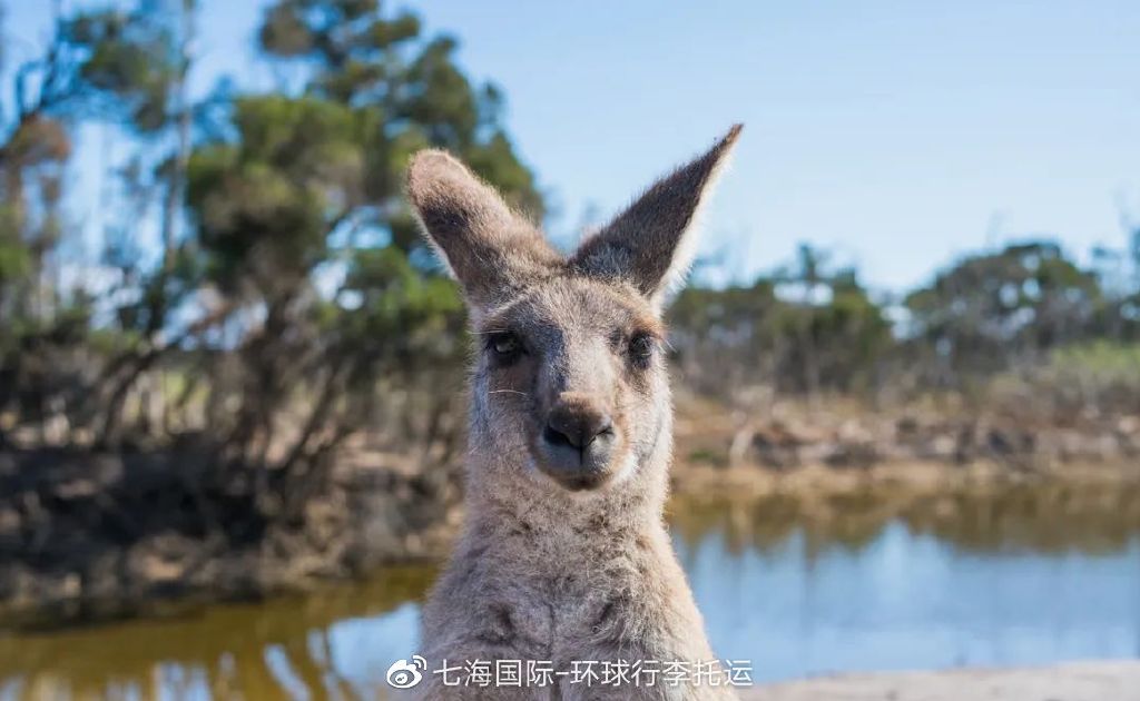 国际海运搬家价格便宜吗,国际海运怎样托运到澳洲