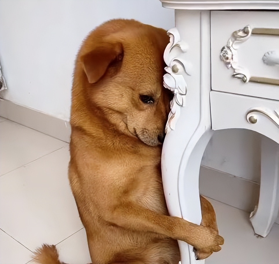 为什么打狗会有不好的事发生,为什么不能打狗民间故事