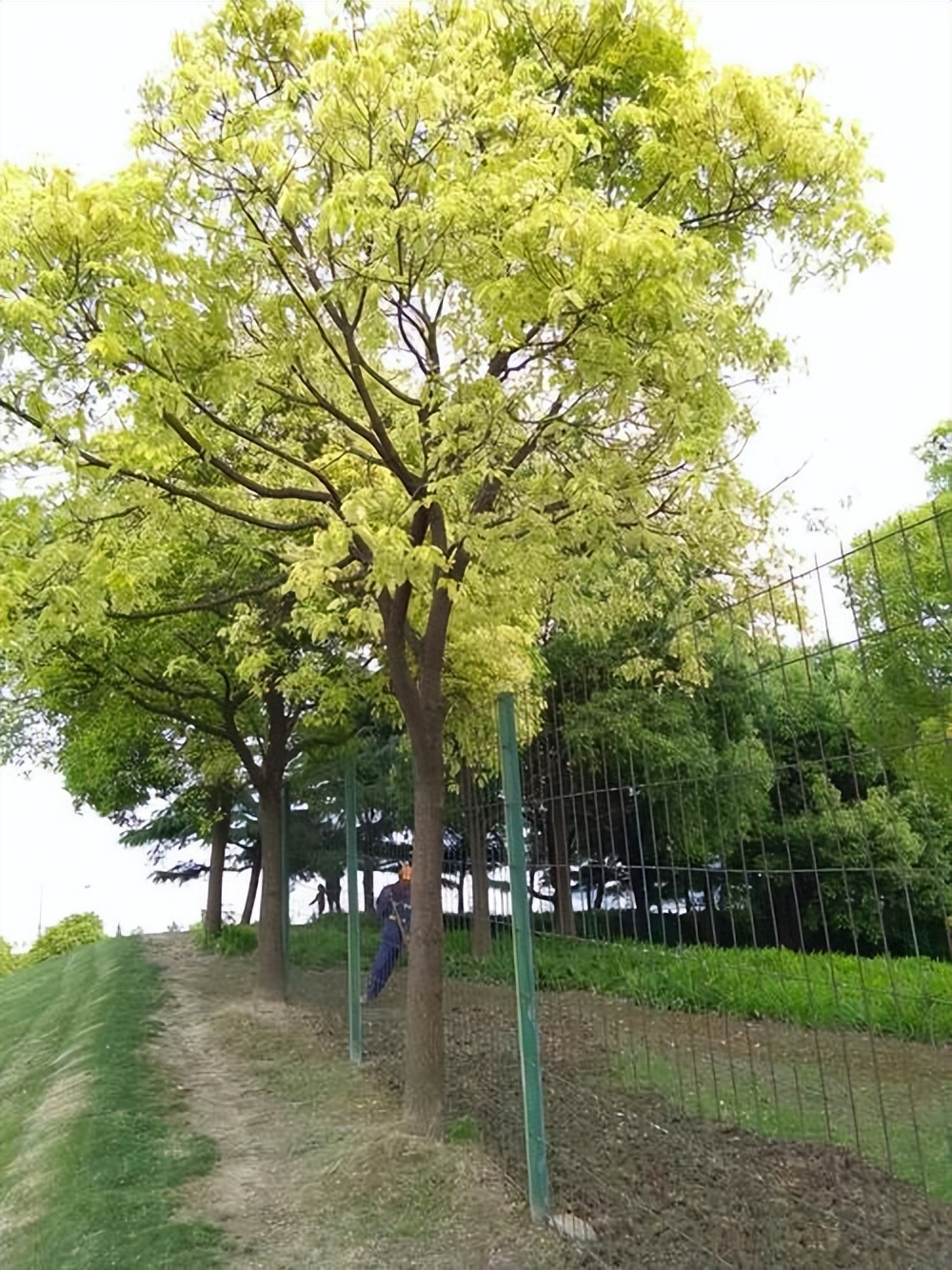 香樟黄化专用肥,南京香樟黄化