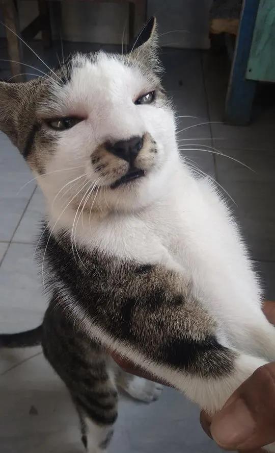 当猫猫被蜜蜂蛰了一下后,当蜜蜂蛰到狗头