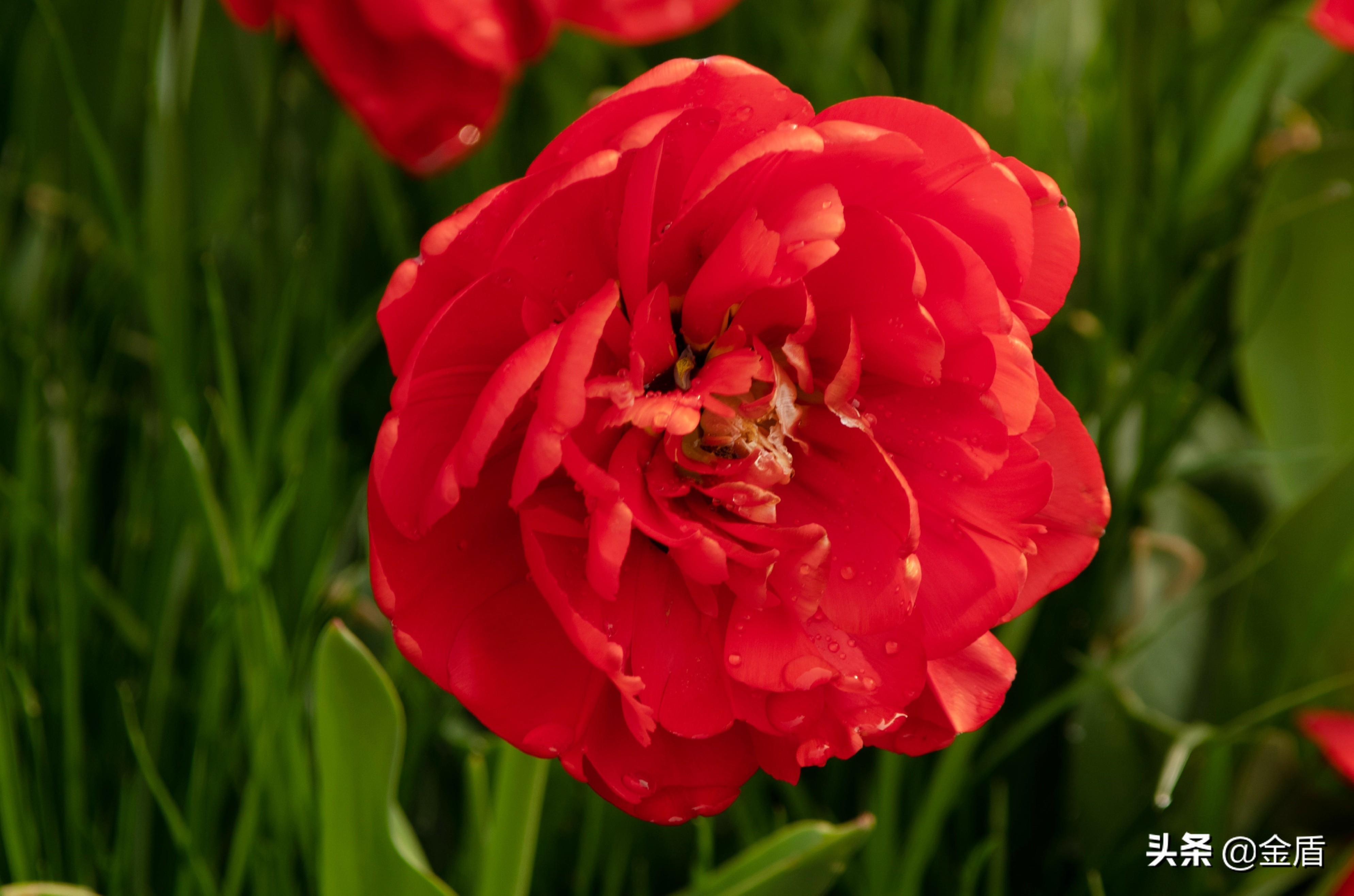 荷兰国花郁金香介绍1500字,荷兰国花是郁金香的原因