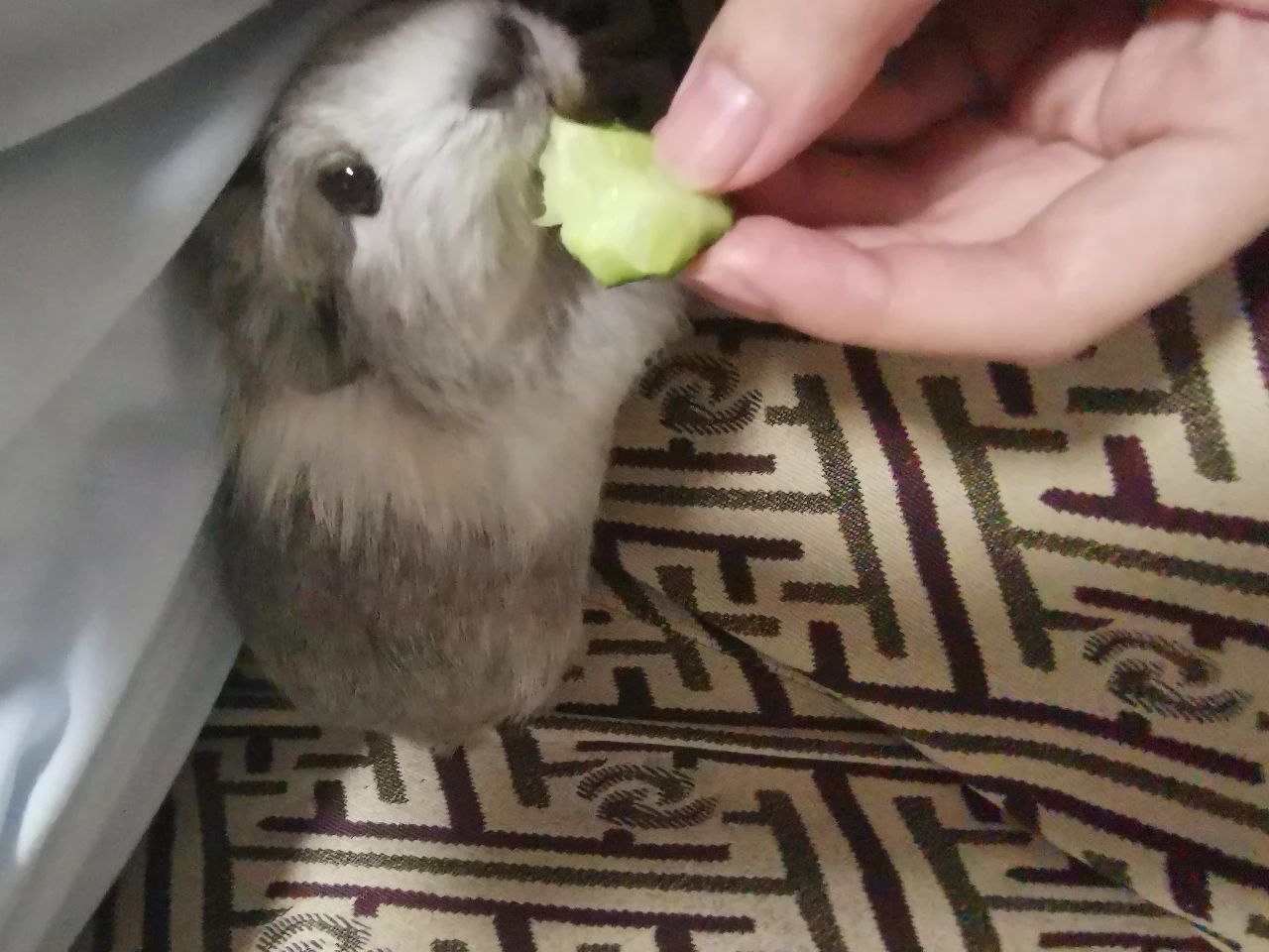 荷兰猪便血是什么意思,荷兰猪便血了怎么办