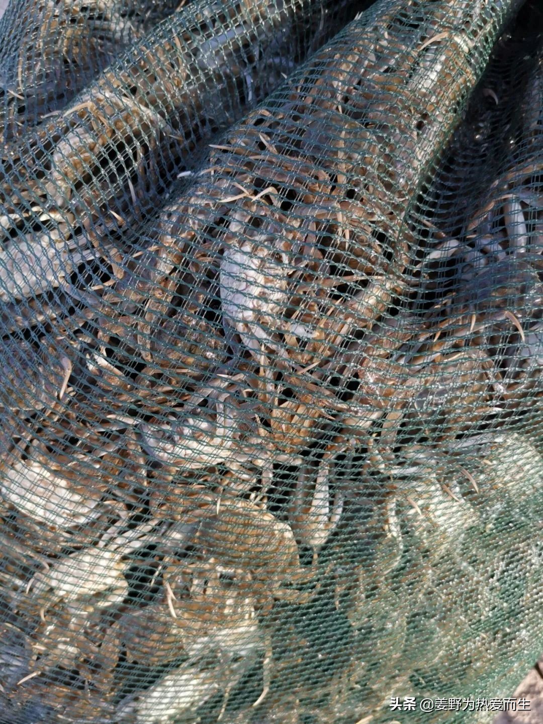 螃蟹怎么养才认人,养螃蟹的十大忌讳