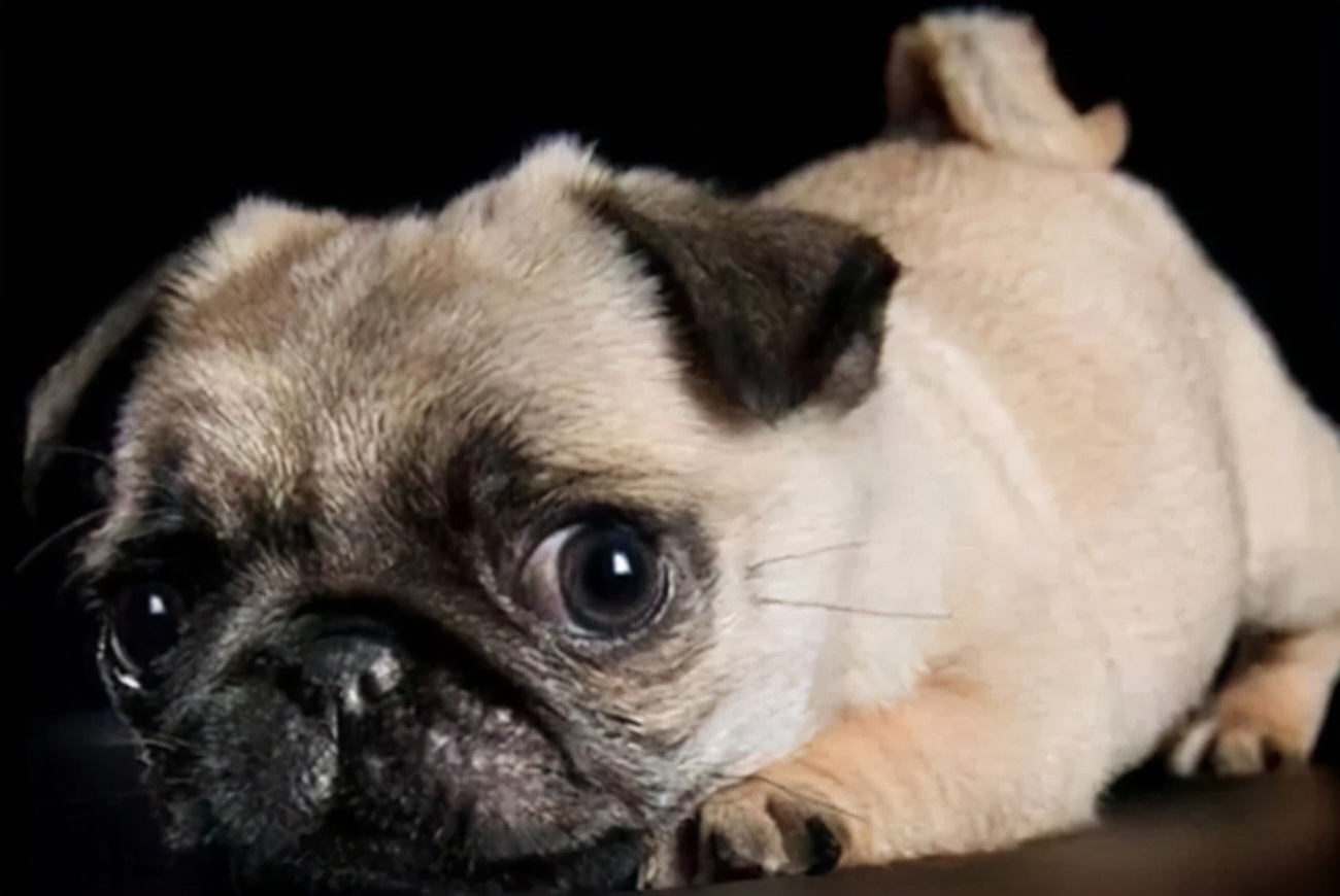 两个月的巴哥犬白鼻涕吐白沫抽搐,巴哥犬中暑以后一直抽搐口吐白沫