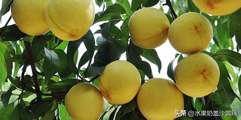 各省特产试吃视频介绍大全,全国各省的特产介绍图片版