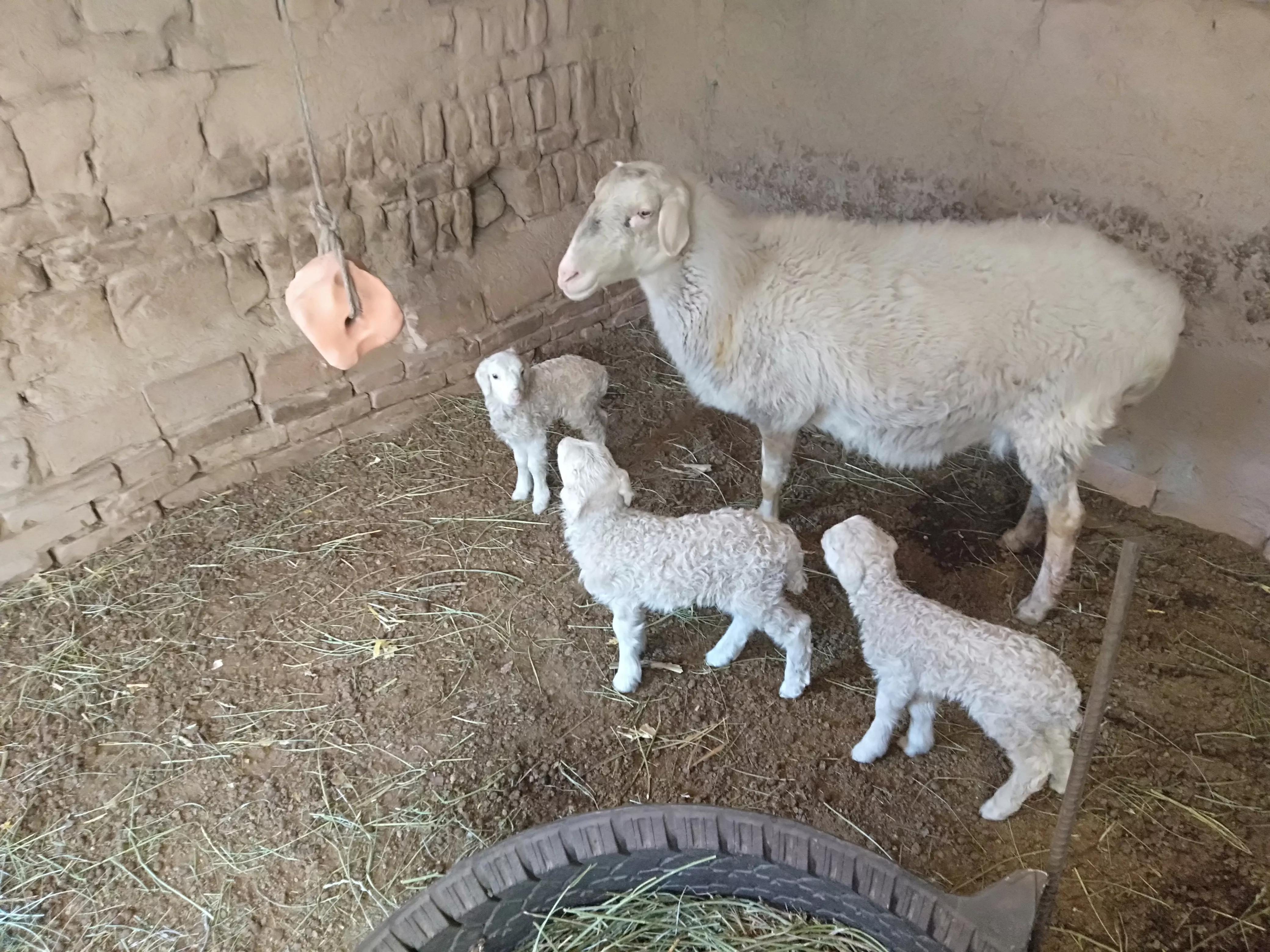 当前羊价上涨还是下跌,2016年羊价下跌的原因