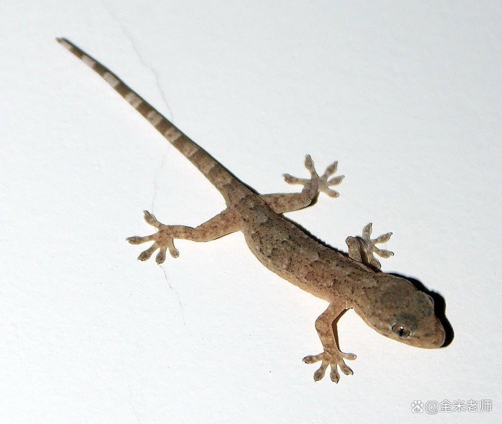 壁虎的五大特征,毫不起眼的壁虎为什么称五毒之首