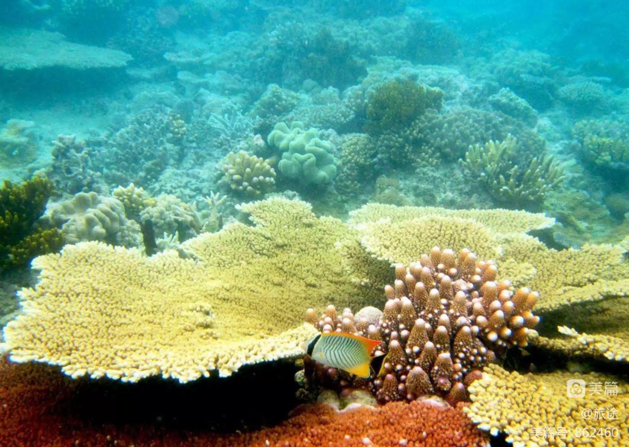 澳白的七彩光泽,澳白珍珠的光泽特点