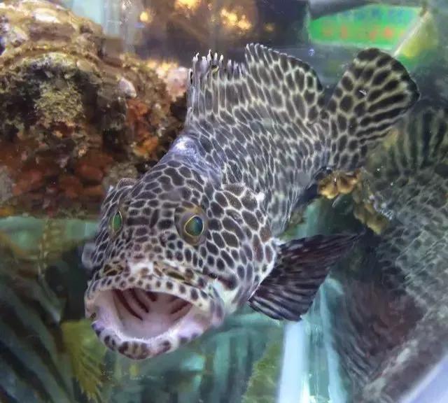 鱼类食材大全名称图片,鱼类菜谱大全100种