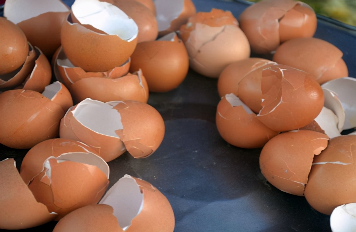 厨房里的养花神器,厨房适合养花的肥料