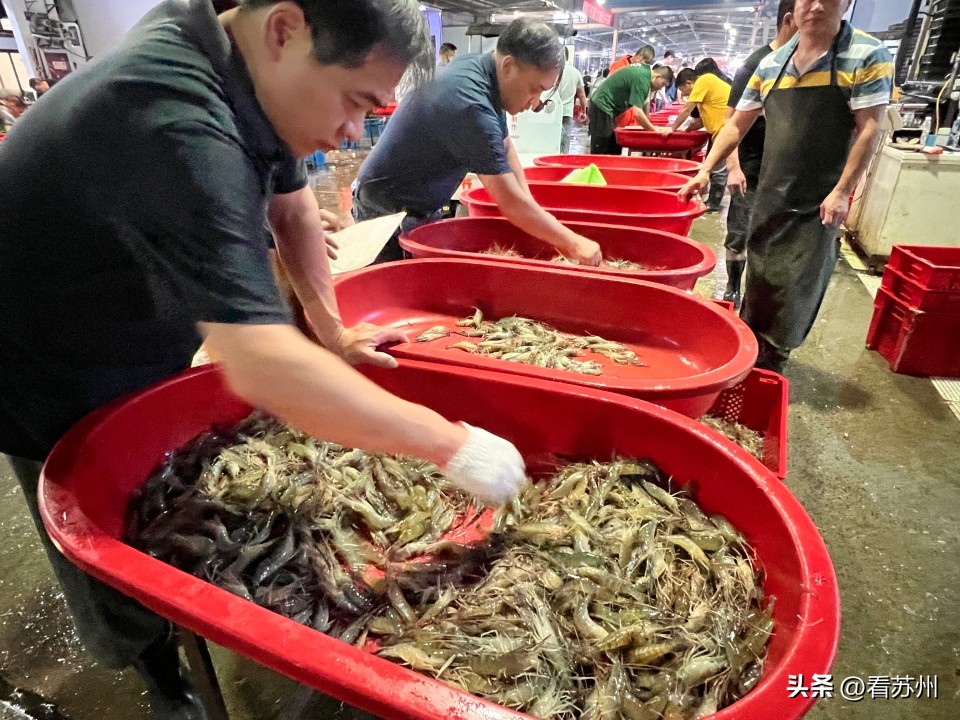 部分中小规格虾上市冲击市场,虾类大量上市