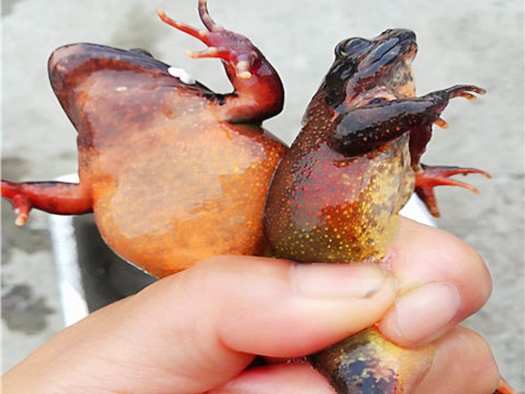 插队时的记忆：五十多年前三道湾抓蛤蟆