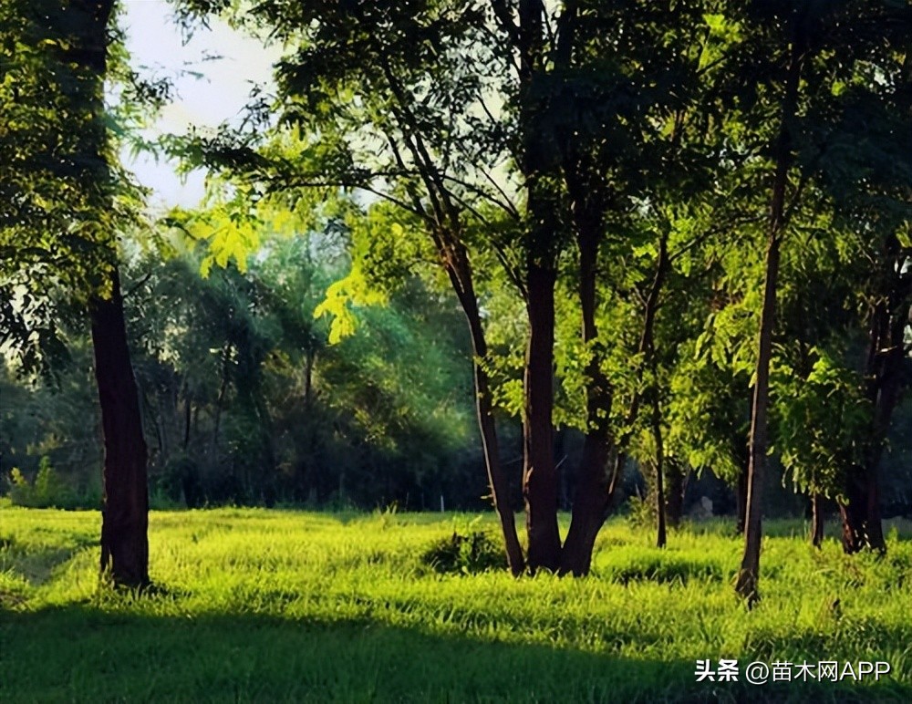 2024年绿化苗木市场供需分析,2023年苗木批发行业市场分析