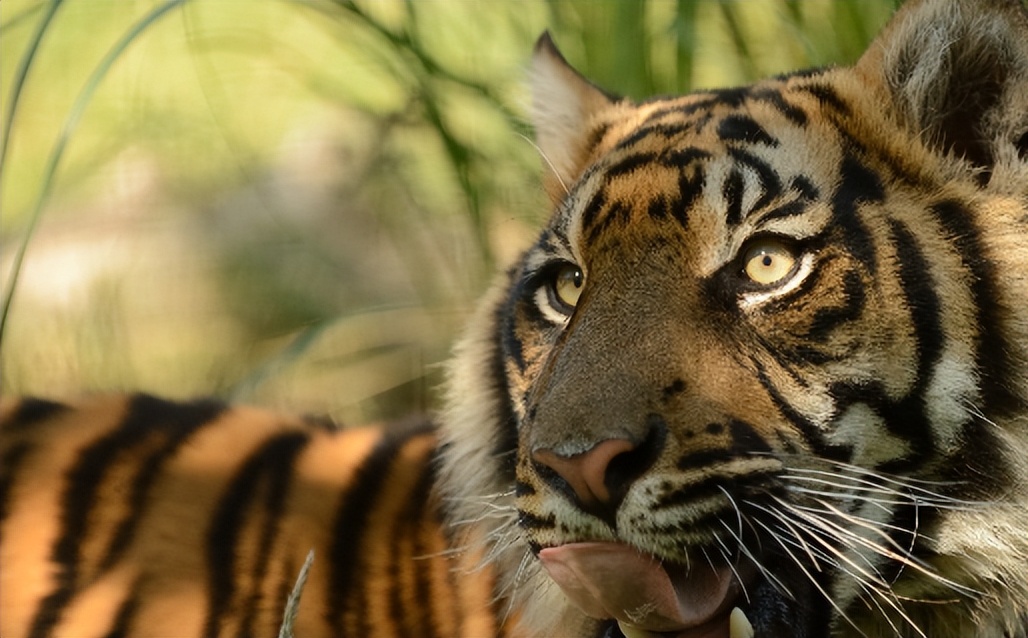苏门答腊虎和猫科动物,猫科动物豹虎