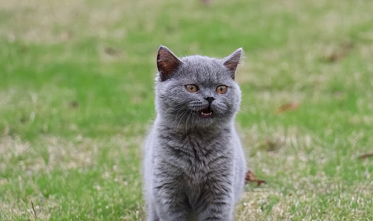 猫咪绝育记仇的表现,猫咪被绝育后有什么好处吗