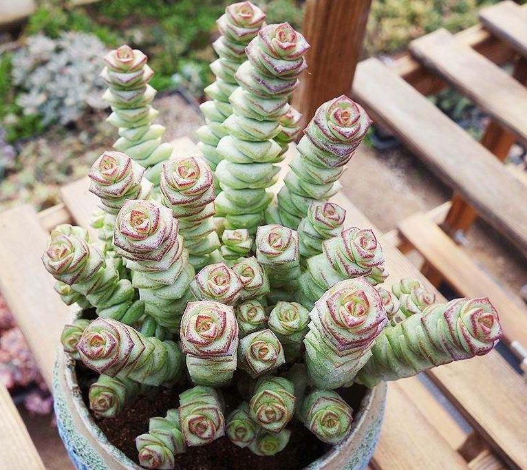 搬家送绿植应该送两棵还是一棵,搬家送什么绿植比较合适