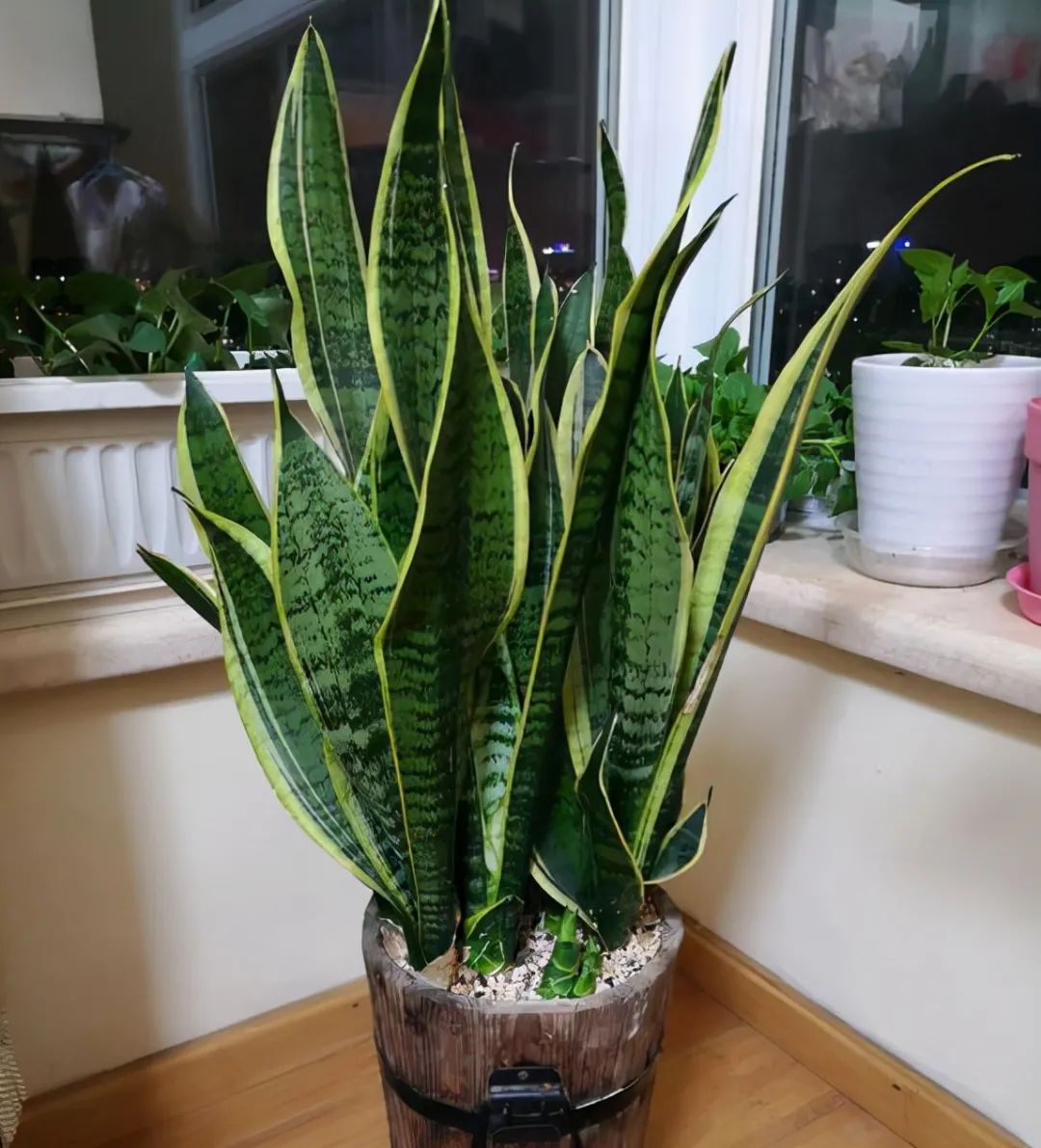 家里好养的绿植最新最流行的,家里好养的绿植推荐