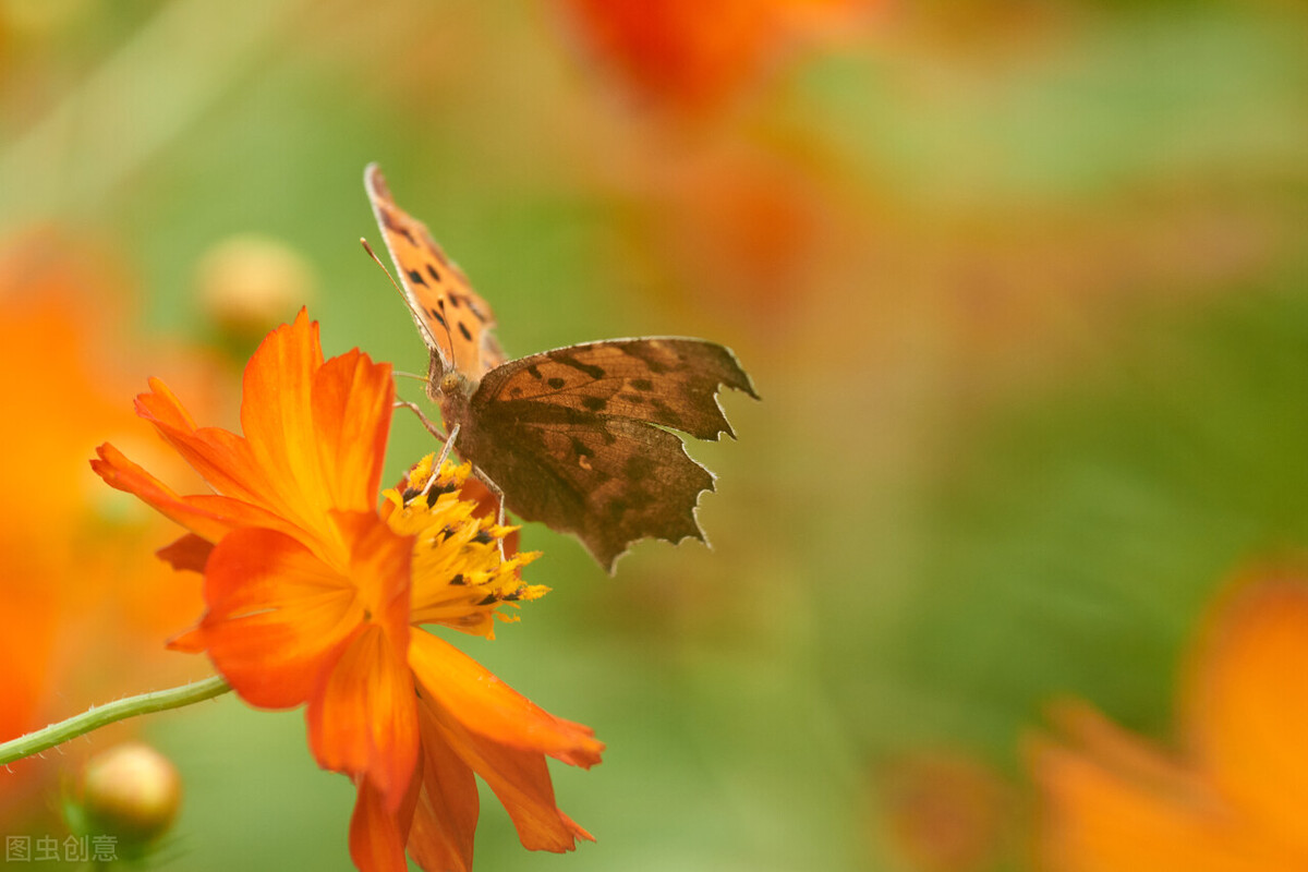 50种名贵菊花品种,菊花品种介绍附图大全
