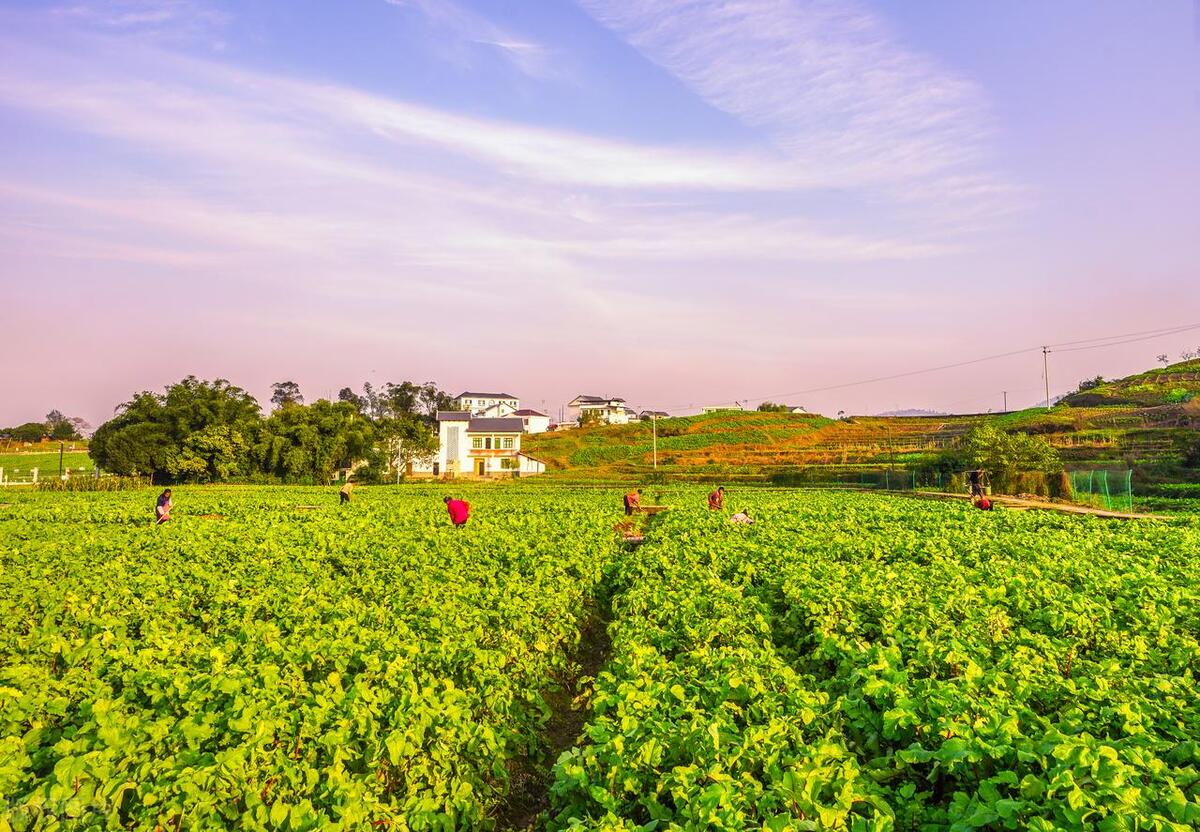 现在经济发展了，我们应该尽量营造环境，避免花甲农民出来打工