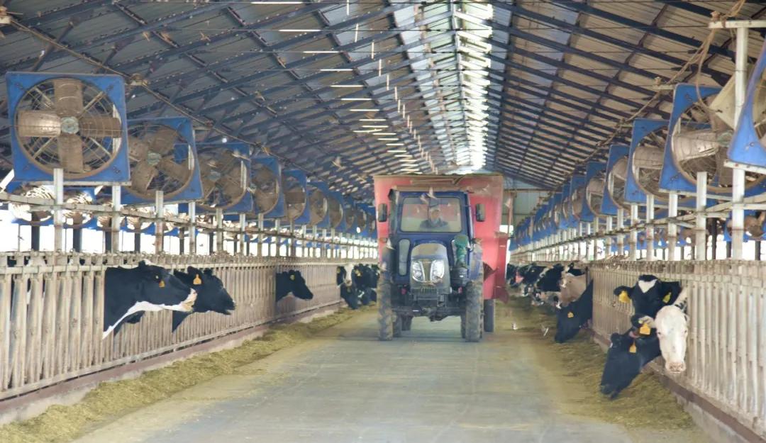 喂牛的最佳饲料绝密配方,牛的草料和饲料怎么喂牛