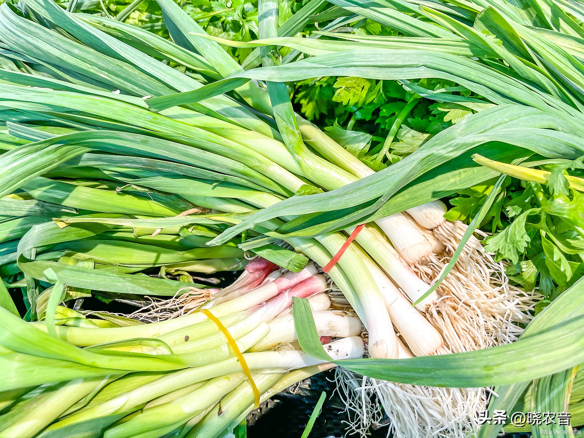 大葱生地蛆怎么治,大葱地蛆最新防治方法