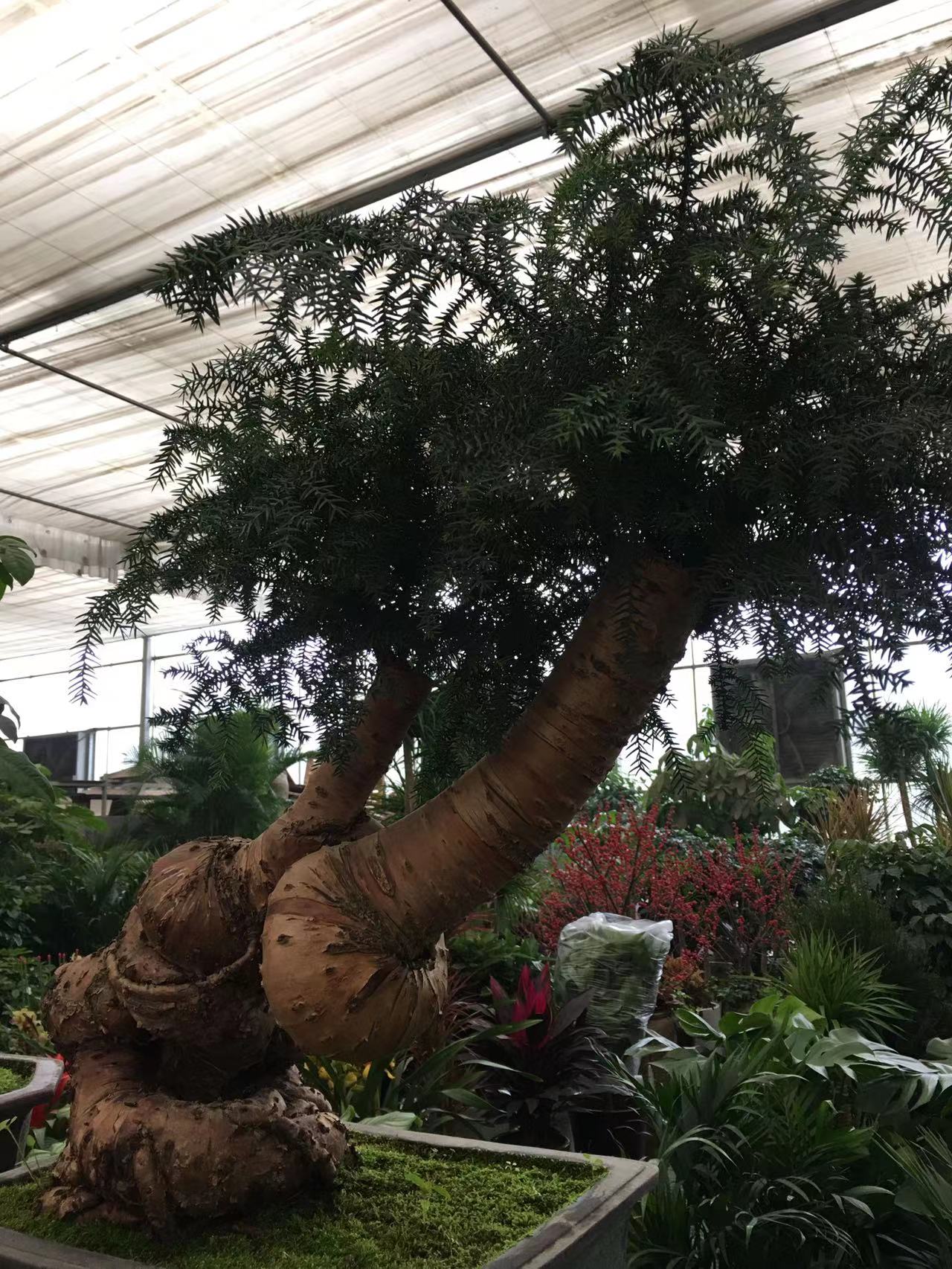 成都春天花卉市场哪里最便宜,成都温江区最便宜的花卉市场