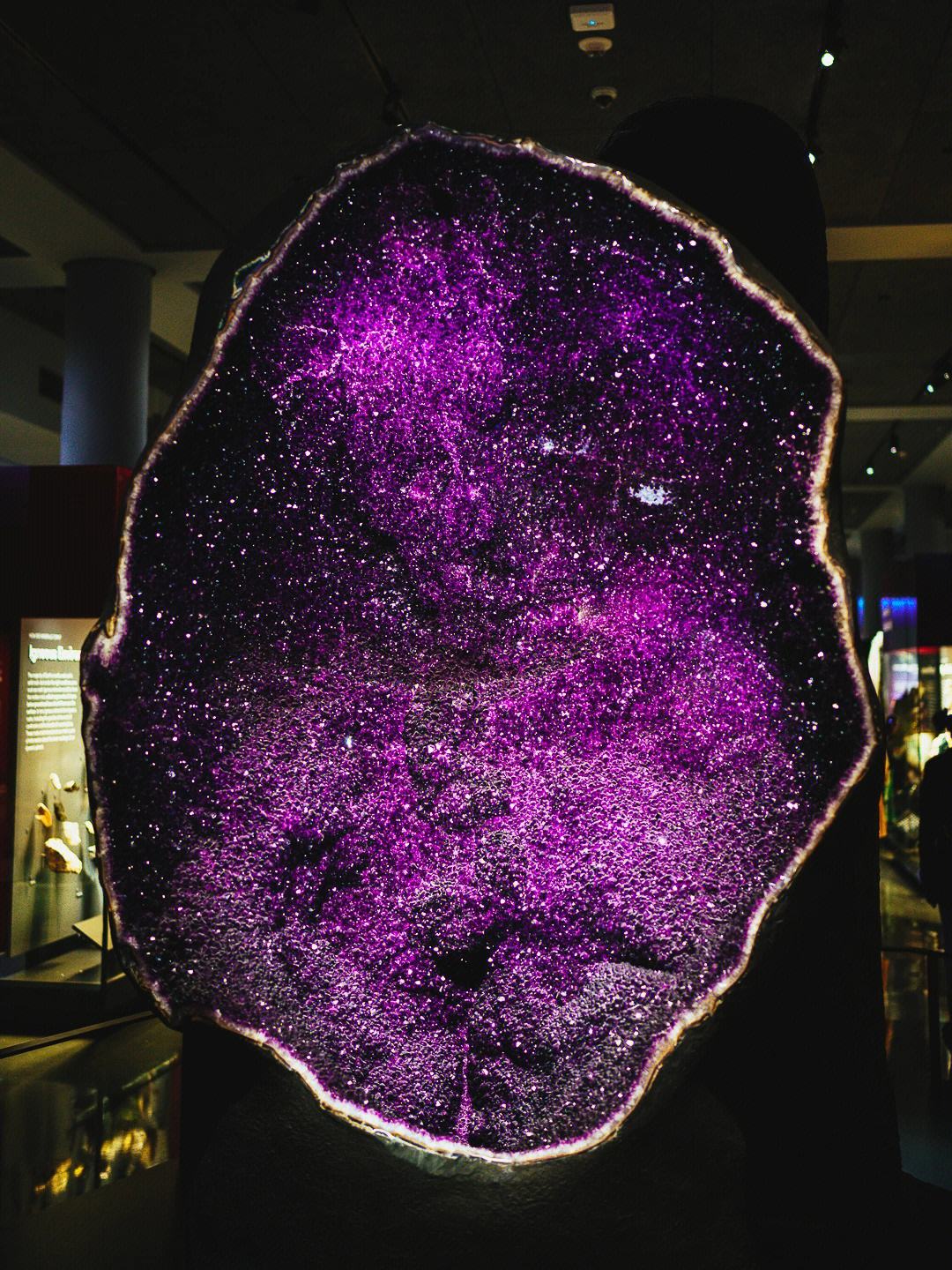 美国博物馆教育纳入国民教育体系,美国自然历史博物馆的由来