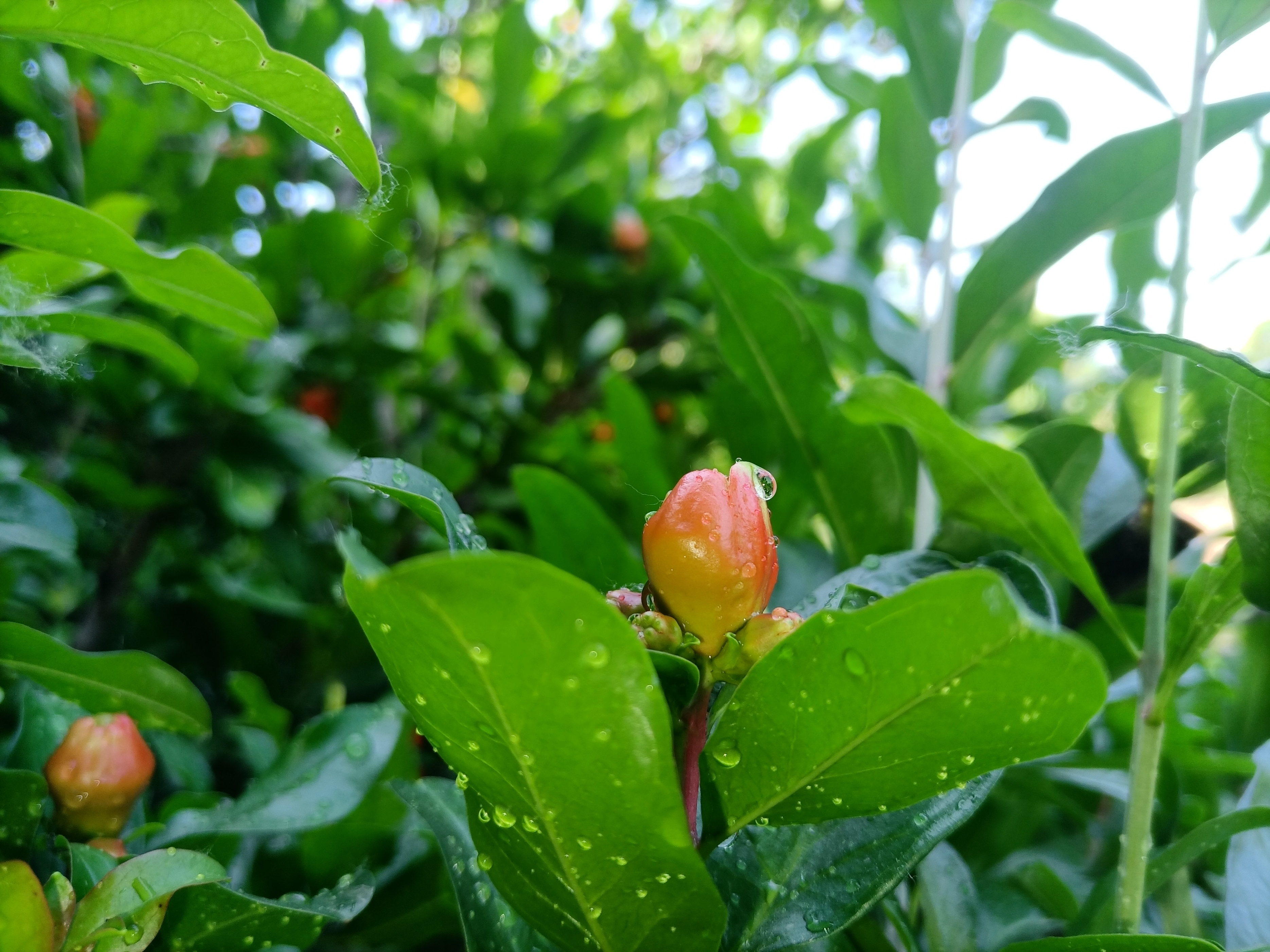 五月石榴花开的唯美诗句,关于石榴花的美文和诗句