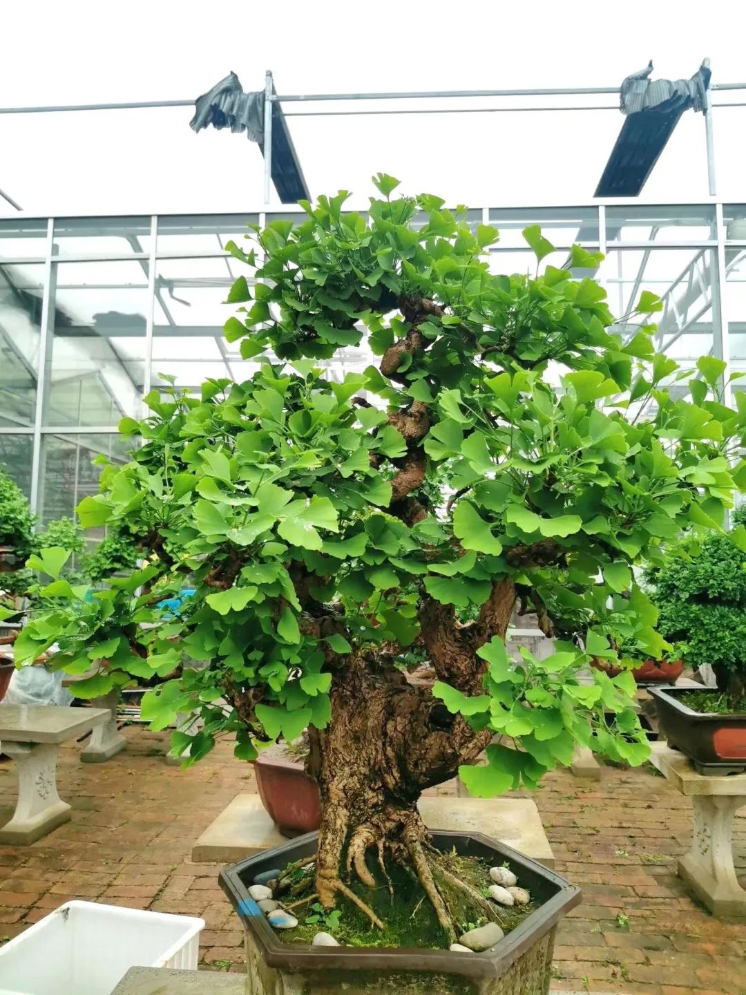 寓意最好的十大盆栽花卉,好运当头的花卉